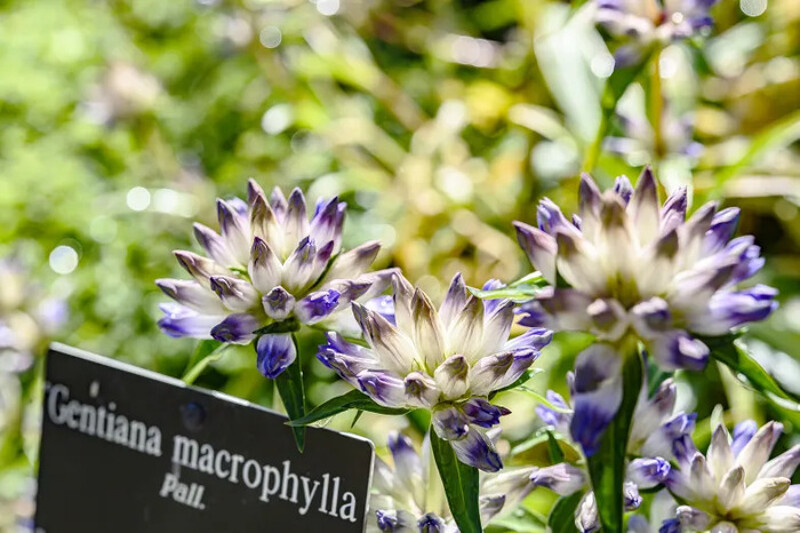 Venez découvrir plus de 300 espèces de plantes alpines que nous entretenons et cultivons en plaine au Jardin botanique !