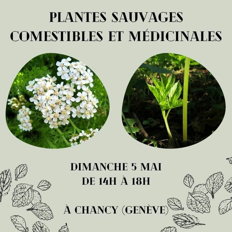 Une balade pour apprendre à reconnaître, cueillir et utiliser les plantes sauvages comestibles et médicinales que nous offre la nature. Le dimanche 5 mai de 14h à 18h à Chancy.